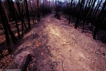 burnt track I.jpg