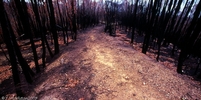 burnt track II.jpg