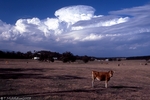 convection cow I.jpg