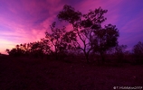 outback dawn I.jpg