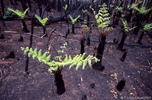 rainforest regrowth II.jpg