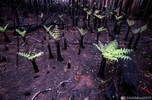 rainforest regrowth.jpg