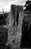 relic_jetty_B_W.jpg