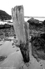 relic_jetty_postB_W.jpg