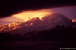 sunlit pileus II.jpg