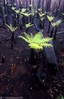 tree fern gully II.jpg