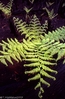 tree fern re-growth.jpg